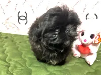 Barney , a male Shih Tzu for sale in Shirley, NY – Photo 3 of 4