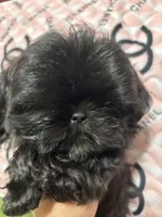 Barney , a male Shih Tzu for sale in Shirley, NY – Photo 2 of 4