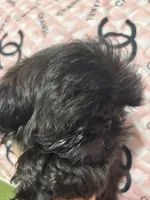 Barney , a male Shih Tzu for sale in Shirley, NY – Photo 4 of 4