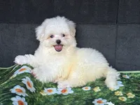 Bingo, a female Shih Tzu for sale in Shirley, NY – 2 of 3