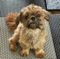Clyde, a male Shih Tzu for sale in Shirley, NY – 9 of 9