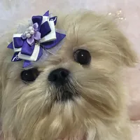 Eva, a female Shih Tzu for sale in Shirley, NY – Photo 5 of 8