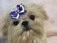 Eva, a female Shih Tzu for sale in Shirley, NY – Photo 5 of 8