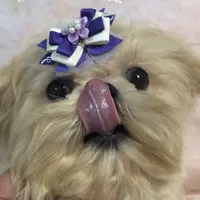 Eva, a female Shih Tzu for sale in Shirley, NY – Photo 2 of 8