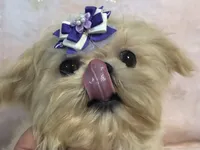 Eva, a female Shih Tzu for sale in Shirley, NY – Photo 2 of 8