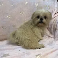 Eva, a female Shih Tzu for sale in Shirley, NY – Photo 4 of 8