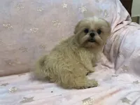 Eva, a female Shih Tzu for sale in Shirley, NY – Photo 4 of 8