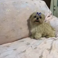 Eva, a female Shih Tzu for sale in Shirley, NY – Photo 6 of 8