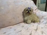 Eva, a female Shih Tzu for sale in Shirley, NY – Photo 6 of 8