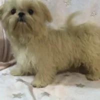 Eva, a female Shih Tzu for sale in Shirley, NY – Photo 8 of 8