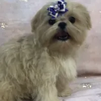 Eva, a female Shih Tzu for sale in Shirley, NY – Photo 3 of 8