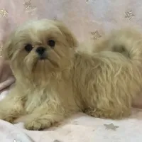 Eva, a female Shih Tzu for sale in Shirley, NY – Photo 1 of 8