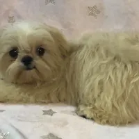 Eva, a female Shih Tzu for sale in Shirley, NY – Photo 7 of 8