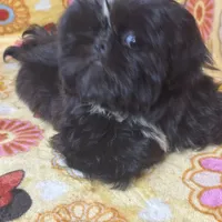 Americana, a female Shih Tzu for sale in Shirley, NY – Photo 4 of 6