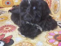 Americana, a female Shih Tzu for sale in Shirley, NY – Photo 4 of 6