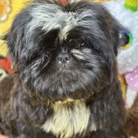 Americana, a female Shih Tzu for sale in Shirley, NY – Photo 5 of 6