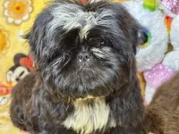 Americana, a female Shih Tzu for sale in Shirley, NY – Photo 5 of 6