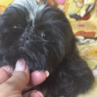 Americana, a female Shih Tzu for sale in Shirley, NY – Photo 2 of 6