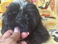 Americana, a female Shih Tzu for sale in Shirley, NY – Photo 2 of 6