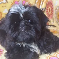 Americana, a female Shih Tzu for sale in Shirley, NY – Photo 1 of 6