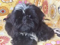 Americana, a female Shih Tzu for sale in Shirley, NY – Photo 1 of 6