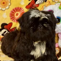 Americana, a female Shih Tzu for sale in Shirley, NY – Photo 6 of 6