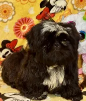 Americana, a female Shih Tzu for sale in Shirley, NY – Photo 6 of 6