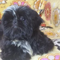 Americana, a female Shih Tzu for sale in Shirley, NY – Photo 3 of 6