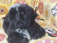 Americana, a female Shih Tzu for sale in Shirley, NY – Photo 3 of 6