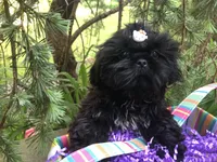 Orchid, a female Shih Tzu for sale in Shirley, NY – Photo 1 of 7
