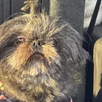 Orchid, a female Shih Tzu for sale in Shirley, NY – Photo 3 of 3