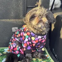 Orchid, a female Shih Tzu for sale in Shirley, NY – Photo 2 of 3