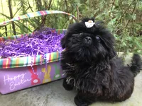 Orchid, a female Shih Tzu for sale in Shirley, NY – Photo 6 of 7