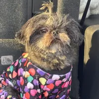 Orchid, a female Shih Tzu for sale in Shirley, NY – Photo 1 of 3