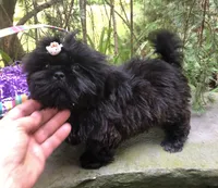 Orchid, a female Shih Tzu for sale in Shirley, NY – Photo 3 of 7