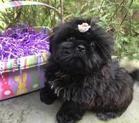 Orchid, a female Shih Tzu for sale in Shirley, NY – Photo 4 of 7