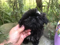 Orchid, a female Shih Tzu for sale in Shirley, NY – Photo 5 of 7