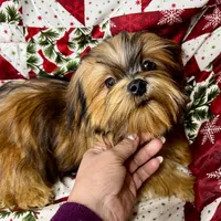Goldie, a male Shih Tzu and Poodle - Toy  for sale in Shirley, NY – 1 of 1