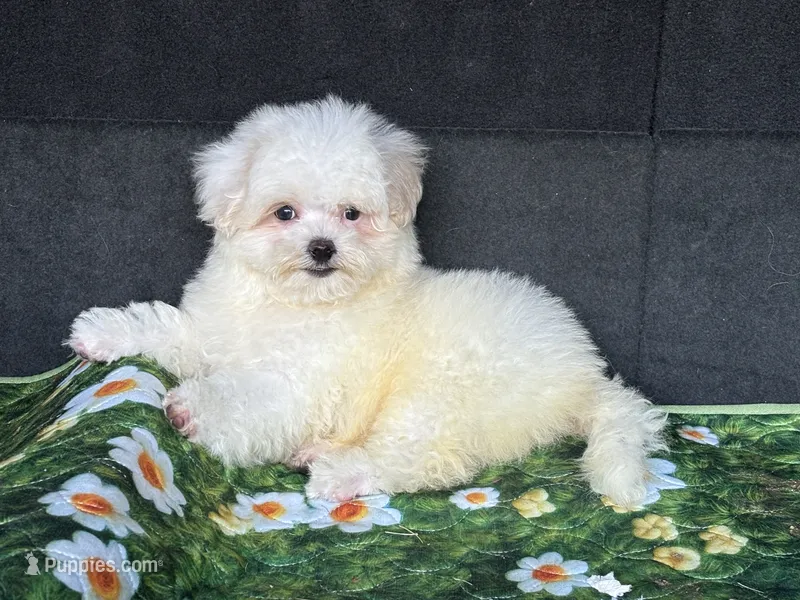 Bingo – Shih Tzu puppy for sale in Shirley, NY