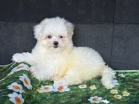 Bingo, a female Shih Tzu for sale in Shirley, NY – 1 of 3