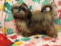 Nikki teacup, a male Shih Tzu for sale in Shirley, NY – Photo 6 of 8