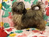 Nikki teacup, a male Shih Tzu for sale in Shirley, NY – Photo 8 of 8