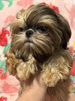 Nikki teacup, a male Shih Tzu for sale in Shirley, NY – Photo 1 of 8