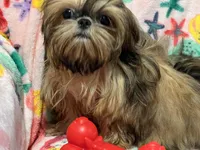 Nikki teacup, a male Shih Tzu for sale in Shirley, NY – Photo 7 of 8