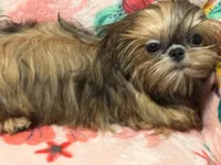 Nikki teacup, a male Shih Tzu for sale in Shirley, NY – Photo 3 of 8