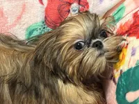 Nikki teacup, a male Shih Tzu for sale in Shirley, NY – Photo 2 of 8