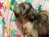 Nikki teacup, a male Shih Tzu for sale in Shirley, NY – Photo 4 of 8