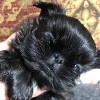 Skippy teacup, a female Shih Tzu for sale in Shirley, NY – Photo 7 of 10