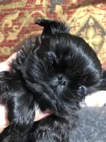 Skippy teacup, a female Shih Tzu for sale in Shirley, NY – Photo 7 of 10