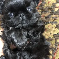 Skippy teacup, a female Shih Tzu for sale in Shirley, NY – Photo 4 of 10